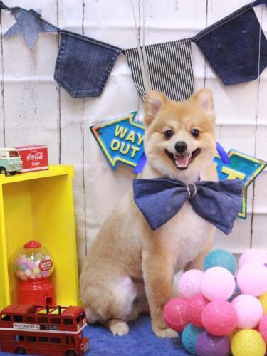 20230429ポン吉くん